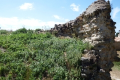 17_Broue024
