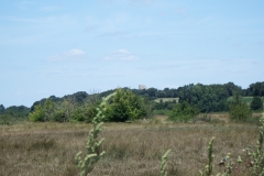 17_Broue064