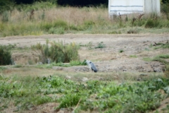 17_MornacSurSeudre004