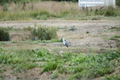 17_MornacSurSeudre007