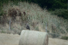 17_MornacSurSeudre009