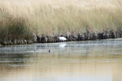 17_MornacSurSeudre023