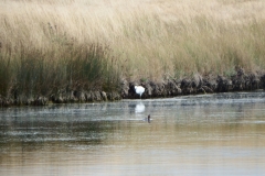 17_MornacSurSeudre024