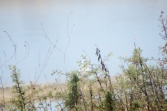 17_MornacSurSeudre025