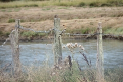 17_MornacSurSeudre027