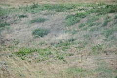 17_MornacSurSeudre028
