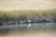 17_MornacSurSeudre029