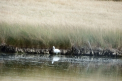 17_MornacSurSeudre031