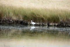 17_MornacSurSeudre033