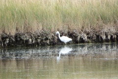 17_MornacSurSeudre035