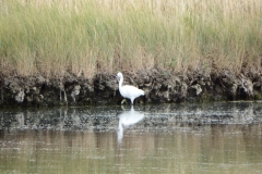 17_MornacSurSeudre036