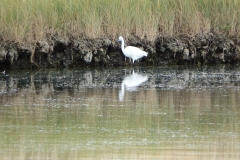17_MornacSurSeudre037