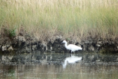 17_MornacSurSeudre039
