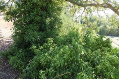 47_Pardaillan_2012_024