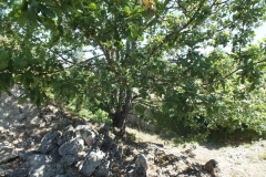 47_Pardaillan_2012_026