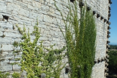 64_SauveterreBearn_2013_054