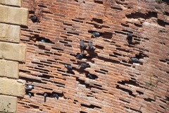 81_Albi_2011_010