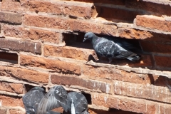 81_Albi_2011_011